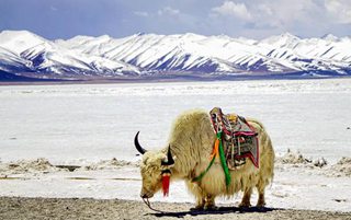 四川至新疆旅游专列路线，四川到新疆旅游更佳自驾线路？